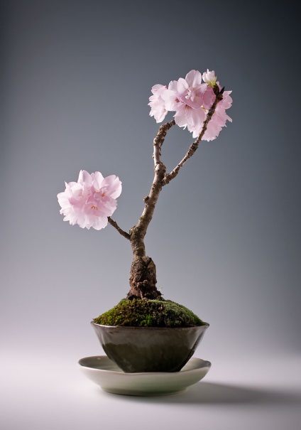 A legszebb példa bonsai (37 fotó) (miniatűr erdőben japán) A legszebb példa bonsai (37 fotó)
