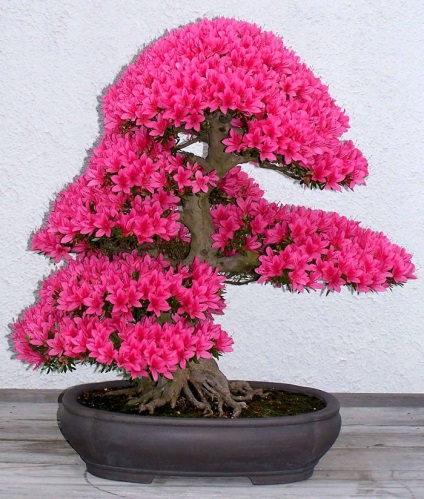 A legszebb példája bonsai (37 fotó) (Wisteria) A legszebb példa bonsai (37 fotó)