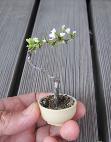 A legszebb példa bonsai (37 fotó) (bonsai) A legszebb példa bonsai (37 fotó)