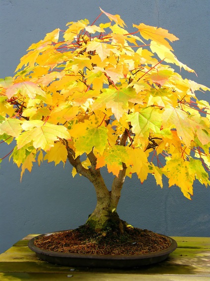 A legszebb példa bonsai (37 fotó) (miniatűr erdő) A legszebb példa bonsai (37 fotó)