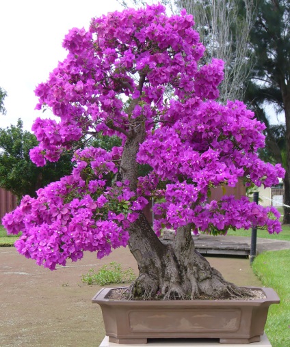 A legszebb példa bonsai (37 fotó) (miniatűr) A legszebb példa bonsai (37 fotó)