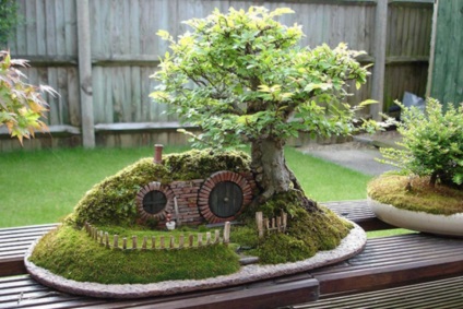 Legszebb példái bonsai (37 fotó) (virág) A legszebb példa bonsai (37 fotó)