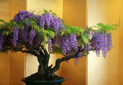 A legszebb példa bonsai (37 fotó) (miniatűr erdő japán) A legszebb példa bonsai (37 fotó)