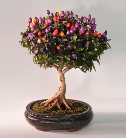 A legszebb példa bonsai (37 fotó) (miniatűr) A legszebb példa bonsai (37 fotó)