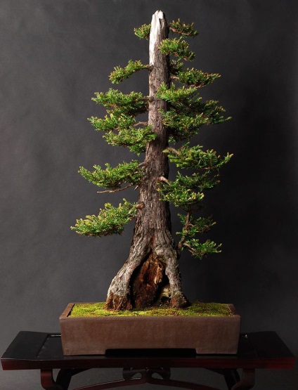 A legszebb példa bonsai (37 fotó) (Wisteria) A legszebb példa bonsai (37 fotó)