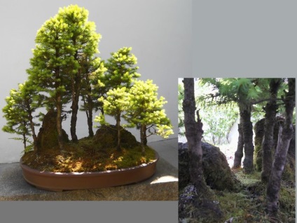 A legszebb példa bonsai (37 fotó) (fa) A legszebb példa bonsai (37 fotó)