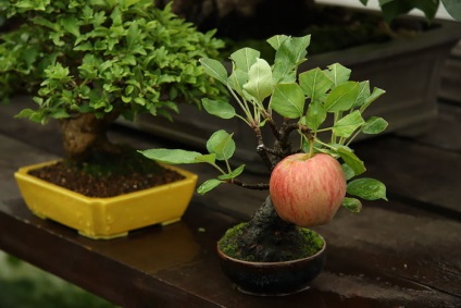 Legszebb példái bonsai (37 fotók) (miniatűr) A legszebb példa bonsai (37 fotó)