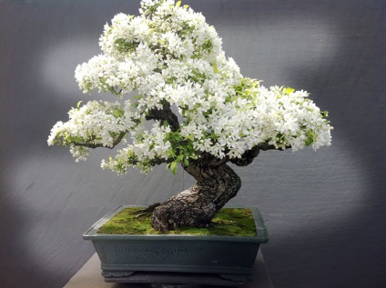 A legszebb példa bonsai (37 fotó) (miniatűr erdő japán) A legszebb példa bonsai (37 fotó)