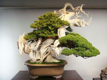 A legszebb példa bonsai (37 fotó) (fa) A legszebb példa bonsai (37 fotó)