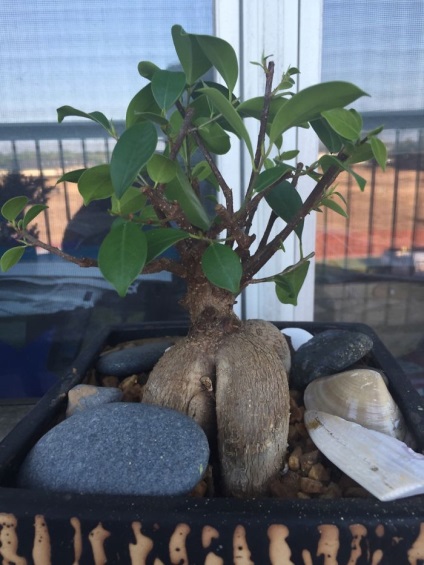 A legszebb példa bonsai (37 fotó) (bonsai) A legszebb példa bonsai (37 fotó)