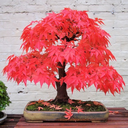 A legszebb példa bonsai (37 fotó) (Forest) A legszebb példa bonsai (37 fotó)
