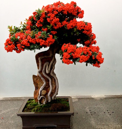 A legszebb példa bonsai (37 fotó) (miniatűr erdő japán) A legszebb példa bonsai (37 fotó)