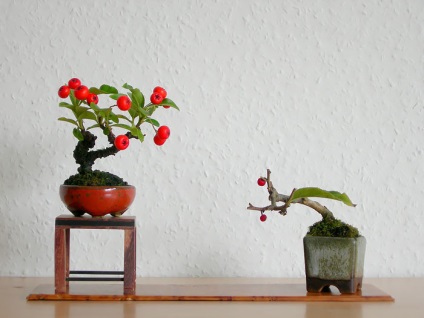 A legszebb példa bonsai (37 fotó) (miniatűr erdő japán) A legszebb példa bonsai (37 fotó)