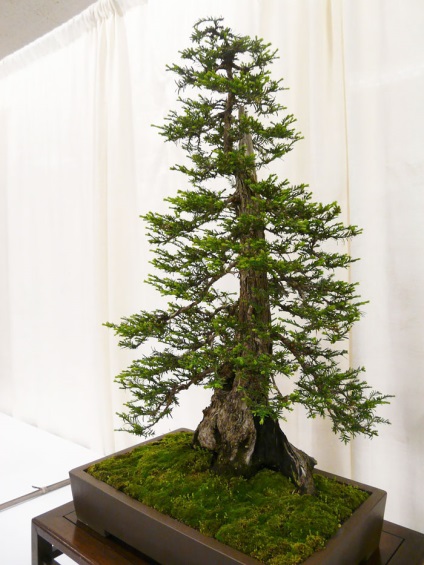 A legszebb példa bonsai (37 fotó) (virág) A legszebb példa bonsai (37 fotó)
