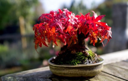A legszebb példa bonsai (37 fotó) (miniatűr bonsai) A legszebb példa bonsai (37 fotó)