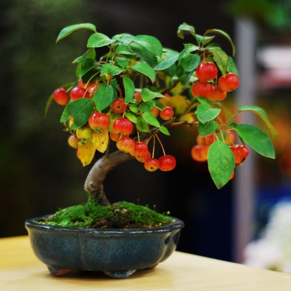 A legszebb példa bonsai (37 fotó) (Wisteria) A legszebb példa bonsai (37 fotó)