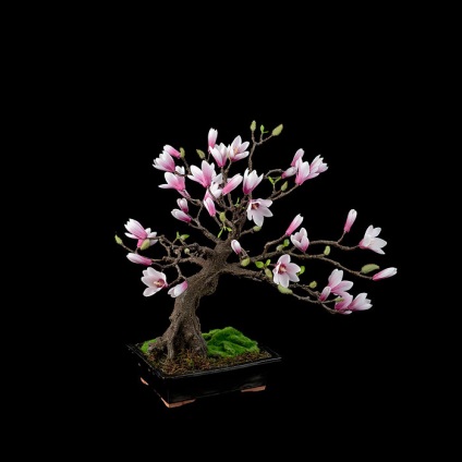 A legszebb példa bonsai (37 fotó) (virág) A legszebb példa bonsai (37 fotó)