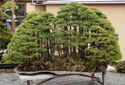 A legszebb példa bonsai (37 fotó) (Wisteria) A legszebb példa bonsai (37 fotó)