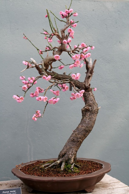 A legszebb példa bonsai (37 fotó) (miniatűr erdő) A legszebb példa bonsai (37 fotó)