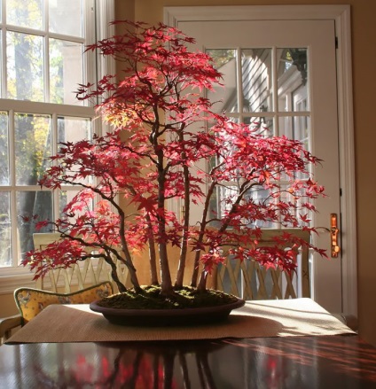 A legszebb példa bonsai (37 fotó) (miniatűr bonsai) A legszebb példa bonsai (37 fotó)