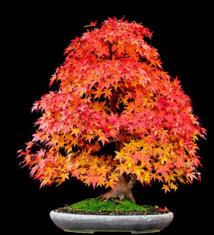 A legszebb példa bonsai (37 fotó) (miniatűr) A legszebb példa bonsai (37 fotó)