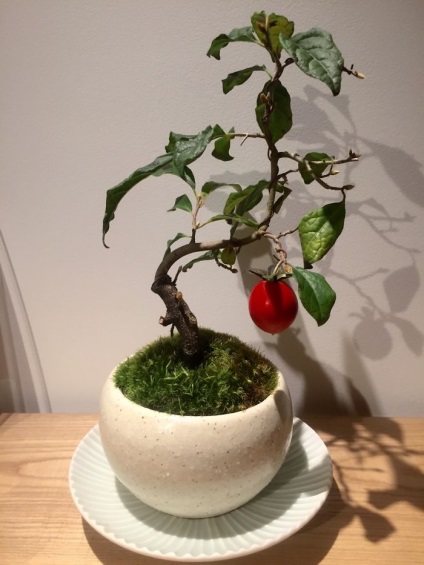 A legszebb példa bonsai (37 fotó) (miniatűr bonsai erdők) A legszebb példa bonsai (37 fotó)