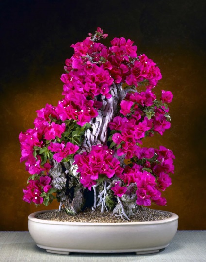 A legszebb példa bonsai (37 fotó) (kicsi) A legszebb példa bonsai (37 fotó)