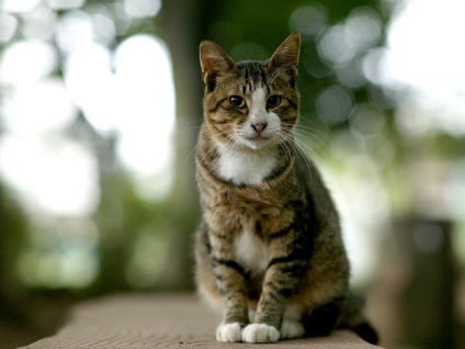 A legtöbb igénytelen macska legtöbb igénytelen macskák macska fajták legtöbb igénytelen a gondozás