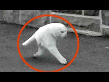 A legnagyobb krokodil a világ evett 50 fő (férfi) A legnagyobb krokodil a világ evett 50 fő