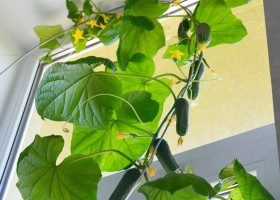Szauna az erkélyen kezét (szauna az erkélyen) Szauna az erkélyen kezével