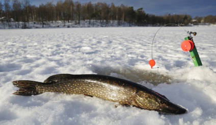 Titkok a téli halászat ragadozó ráta