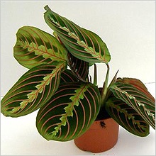 Marantaceae család (reprodukció) családi Marantaceae