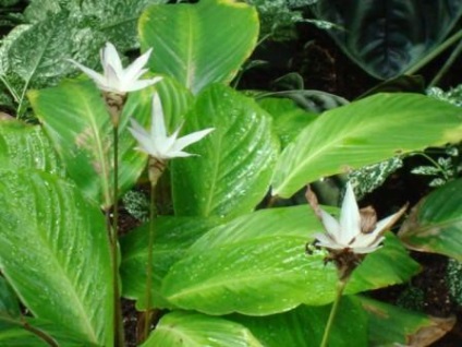 Marantaceae család, hogy ki kicsoda (van) Marantaceae család ki kicsoda