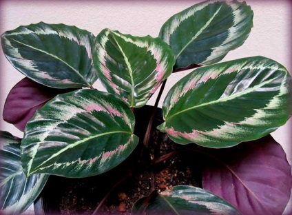 Marantaceae család, hogy ki kicsoda (van) Marantaceae család ki kicsoda