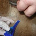Sampon kutyák ellen bolhák és kullancsok, ahol vásárolni, ár, áttekintésre, klórhexidin, Trixie, a gát (sampon) Sampon kutyák ellen bolhák és kullancsok, ahol vásárolni, ár, áttekintésre, klórhexidin, Trixie, akadály,