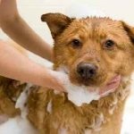 Sampon kutyák ellen bolhák és kullancsok, ahol vásárolni, ár, áttekintésre, klórhexidin, Trixie, a gát (vélemény) Sampon kutyák ellen bolhák és kullancsok, ahol vásárolni, ár, áttekintésre, klórhexidin, Trixie, akadály,