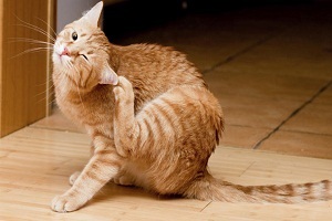 Flea sampon macskáknak vélemények és értékelések hatékony eszköz