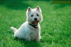 Kölykök West Highland White terrier (fehér) Kölykök West Highland White Terrier