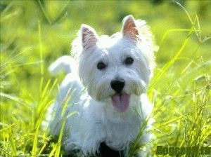 Kölykök West Highland White Terrier