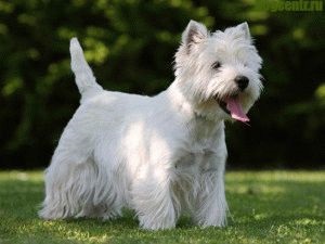 Kölykök West Highland White terrier (kölyök west highland white terrier kutya) Kölykök West Highland White Terrier