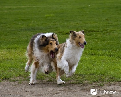 Collie fajta leírását, árát (a kutya) Collie fajta leírását, árát