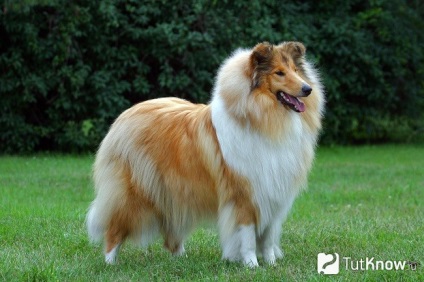 Collie fajta leírását, árát (collie) Collie fajta leírását, árát