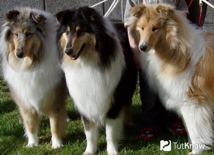 Collie fajta leírás, (ár) Collie fajta leírását, árát