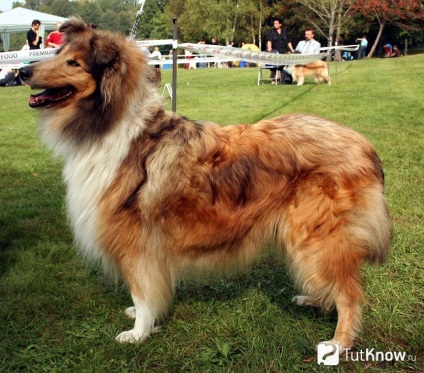 Collie fajta leírását, árát (rock) Collie fajta leírását, árát