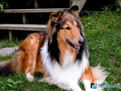 Collie fajta leírását, árát (leírás) Collie fajta leírását, árát