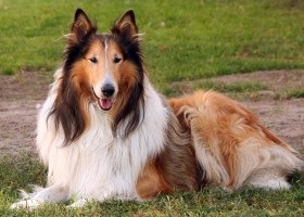 Collie fajta leírását, árát (rock) Collie fajta leírását, árát