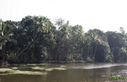 Goa (fűszerek ültetvény fűszerek) Goa