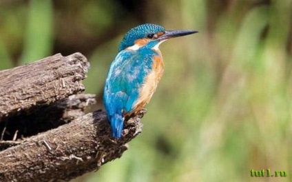 Goa (nemzeti park Zouari) Goa