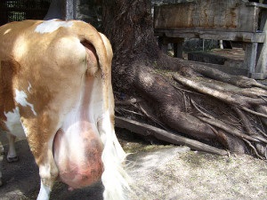 A tünetek és a kezelés a hurutos mastitis tehén (tehén) Tünetei és kezelése hurutos tőgygyulladás tehenek