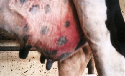 A tünetek és a kezelés a hurutos mastitis tehén (hurutos) Tünetei és kezelése hurutos tőgygyulladás tehenek